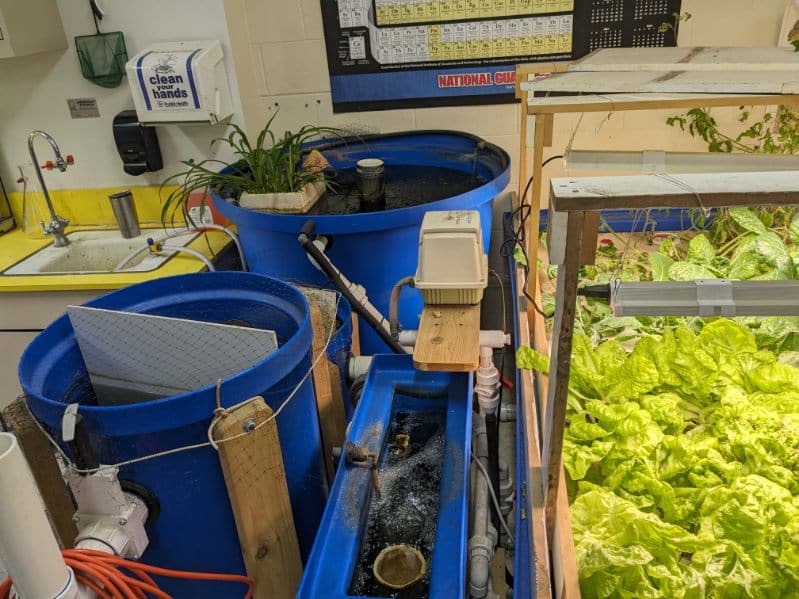 education, IDYCA, aquaponics, biology, growth
