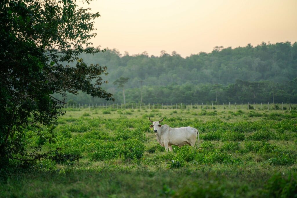 cow, grass, livestock-8497722.jpg